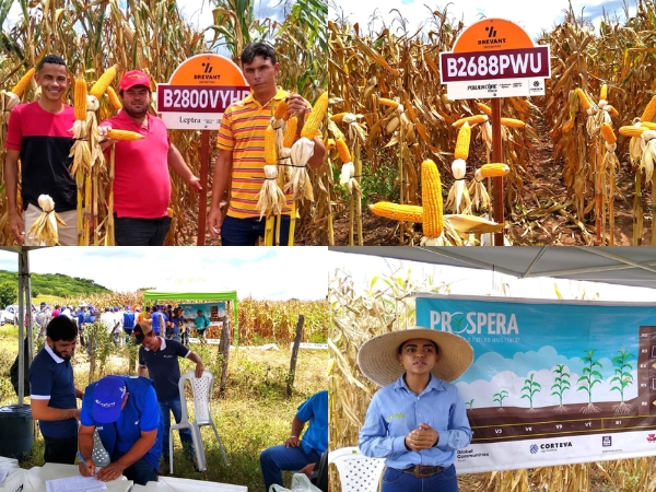 Programa Prospera: Apresentação do resultado e manejo correto na cultura do milho.